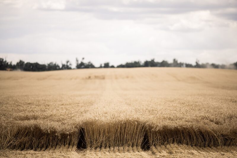 Interesse aberto no trigo negociado em Chicago caiu recentemente para o nível mais baixo desde a crise financeira global de 2008 Interesse aberto no trigo negociado em Chicago caiu recentemente para o nível mais baixo desde a crise financeira global de 2008