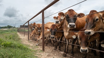 EE.UU. confirma dos nuevos casos de gusano barrenador y aumenta la alarma en Texas EE.UU. confirma dos nuevos casos de gusano barrenador y aumenta la alarma en Texas