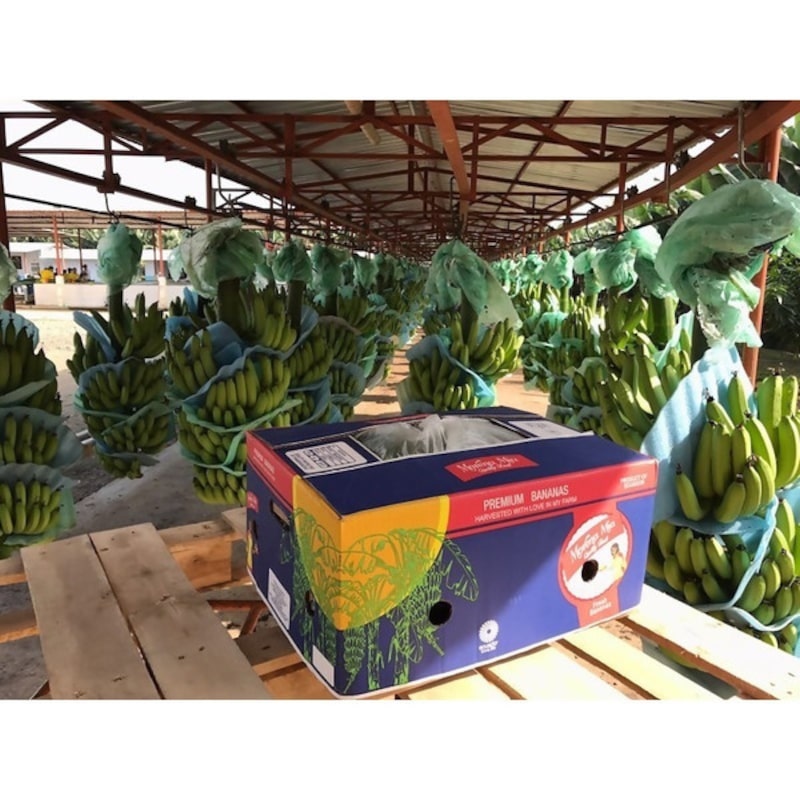 Rusia es el segundo destino del banano ecuatoriano. Rusia es el segundo destino del banano ecuatoriano.