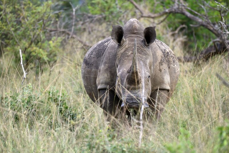 Un rinoceronte Un rinoceronte