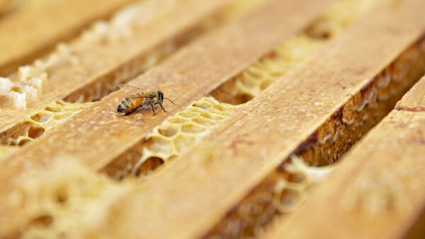 A Biotech Startup Boosts Bee Endurance with Special Diets, Supplements A Biotech Startup Boosts Bee Endurance with Special Diets, Supplements
