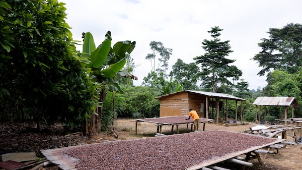 La cosecha africana de cacao podría mejorar, pero los precios del chocolate no La cosecha africana de cacao podría mejorar, pero los precios del chocolate no