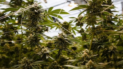 Este medicamento de cannabis para el dolor de espalda aspira a desplazar a los opiáceos Este medicamento de cannabis para el dolor de espalda aspira a desplazar a los opiáceos