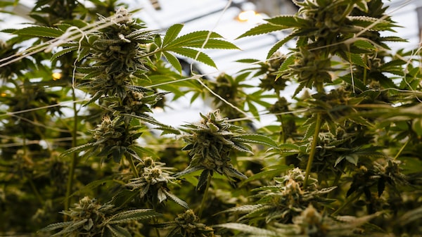 Este medicamento de cannabis para el dolor de espalda aspira a desplazar a los opiáceos Este medicamento de cannabis para el dolor de espalda aspira a desplazar a los opiáceos