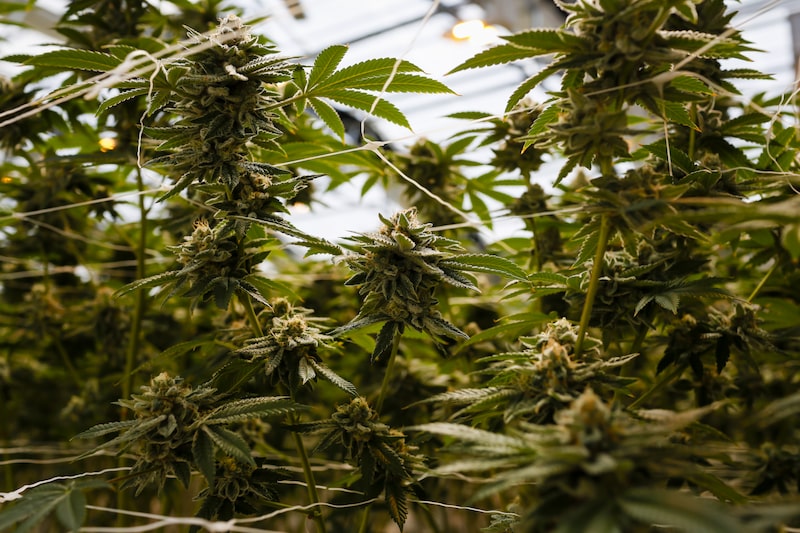 Cannabis Plants Cannabis Plants