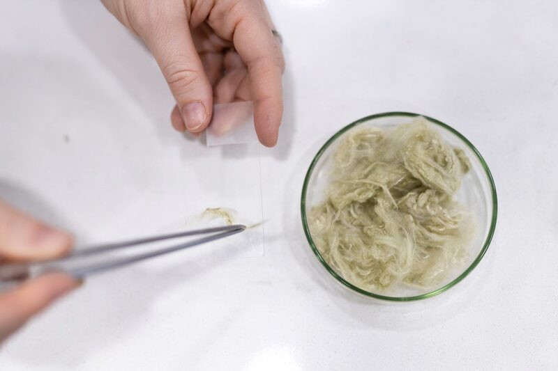 Fibras de algas en el laboratorio Algaeing. Fibras de algas en el laboratorio Algaeing.