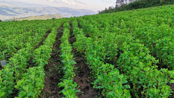Quinua tropical, el nuevo grano que podría salvar la escasez de alimentos en Bolivia Quinua tropical, el nuevo grano que podría salvar la escasez de alimentos en Bolivia