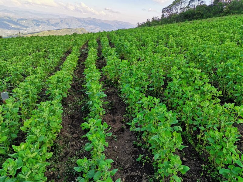 La Facultad Integral del Noreste (FINE) de la Universidad Autónoma Gabriel René Moreno y su equipo de 5 investigadores desarrollaron esta nueva variedad genética. La Facultad Integral del Noreste (FINE) de la Universidad Autónoma Gabriel René Moreno y su equipo de 5 investigadores desarrollaron esta nueva variedad genética.