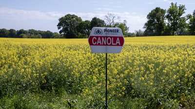 Como a canola se tornou a nova aposta para o setor de biocombustíveis nos EUA Como a canola se tornou a nova aposta para o setor de biocombustíveis nos EUA