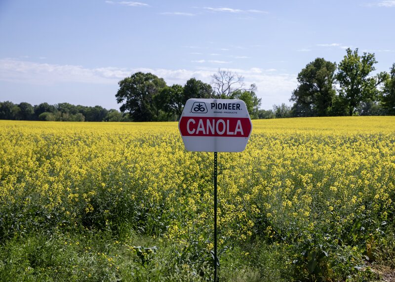 Canola Canola