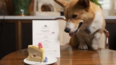 Por que o setor pet decidiu apostar em assinaturas para os animais Por que o setor pet decidiu apostar em assinaturas para os animais