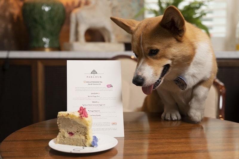 Cães e gatos ganham cada vez mais atenção e presentes dos seus donos Cães e gatos ganham cada vez mais atenção e presentes dos seus donos