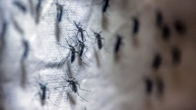 Síntomas y lista de países de LatAm donde está el virus Oropouche Síntomas y lista de países de LatAm donde está el virus Oropouche