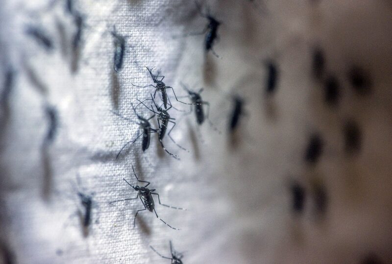 Mosquitos adultos en una jaula de producción de huevos, en el laboratorio de las instalaciones de Oxitec Ltd., en Campinas, Brasil, el martes 1 de marzo de 2016. Mosquitos adultos en una jaula de producción de huevos, en el laboratorio de las instalaciones de Oxitec Ltd., en Campinas, Brasil, el martes 1 de marzo de 2016.