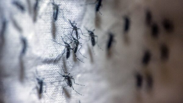 Dengue: síntomas, etapas, cómo se contagia y cómo prevenirlo Dengue: síntomas, etapas, cómo se contagia y cómo prevenirlo