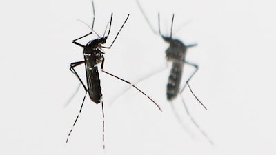 China despliega mosquitos caníbales para combatir el aumento de casos de chikungunya China despliega mosquitos caníbales para combatir el aumento de casos de chikungunya