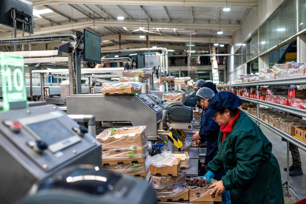 Cereza china Cereza china