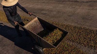Compradores de café esperan la cosecha en Brasil, pero los productores no tienen prisa por vender Compradores de café esperan la cosecha en Brasil, pero los productores no tienen prisa por vender