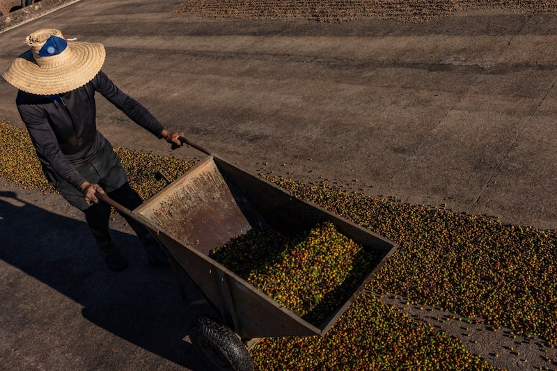 Granos de café durante una cosecha en Jacutinga, Brasil, en 2025. Foto: Victor Moriyama/Bloomberg Granos de café durante una cosecha en Jacutinga, Brasil, en 2025. Foto: Victor Moriyama/Bloomberg