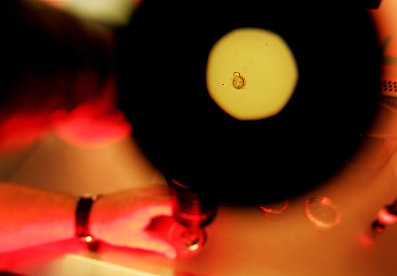 A Bootstrap Bio, criada há cerca de 18 meses, desenvolve uma tecnologia para alterar o DNA de um embrião (Photo by Sandy Huffaker/Getty Images) A Bootstrap Bio, criada há cerca de 18 meses, desenvolve uma tecnologia para alterar o DNA de um embrião (Photo by Sandy Huffaker/Getty Images)