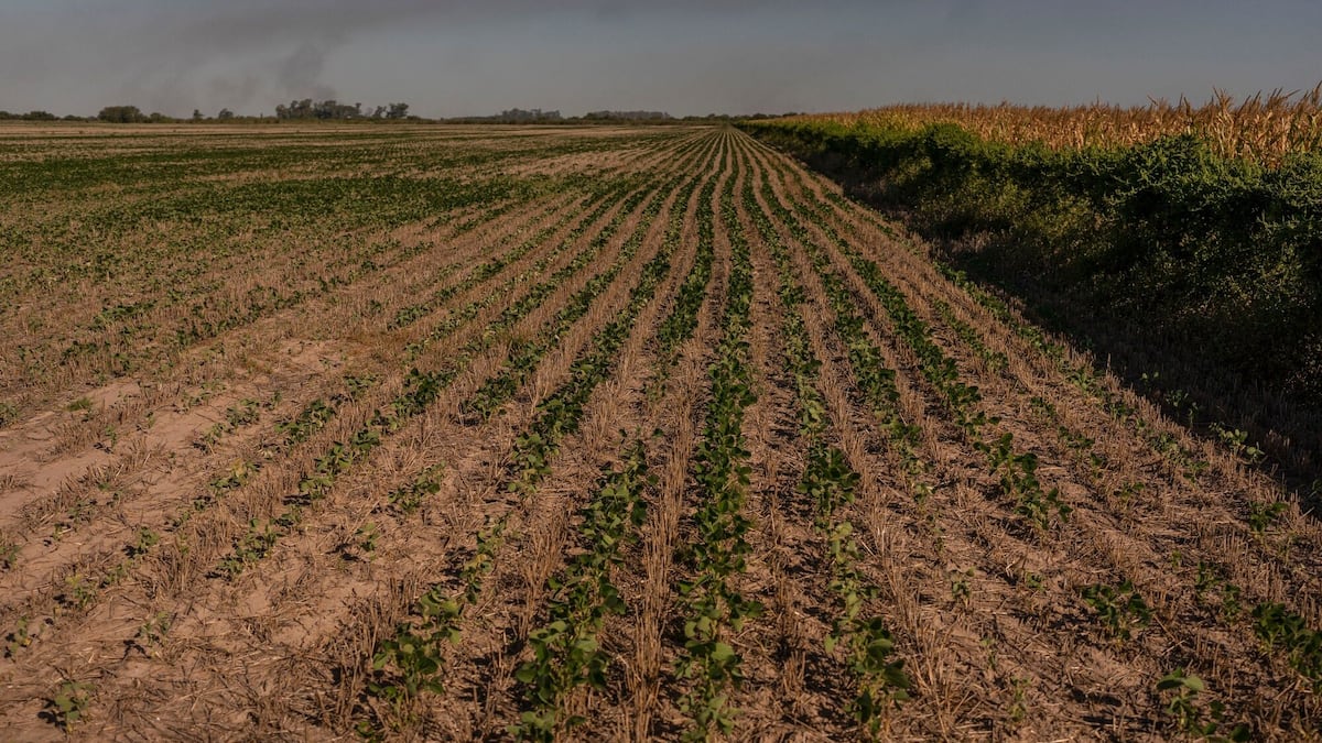 Os especialistas projetam um El Niño intenso que pode afetar a produção agrícola global, principalmente em regiões vulneráveis como a Ásia-Pacífico. (Foto: Sebastian Lopez Brach/Bloomberg)