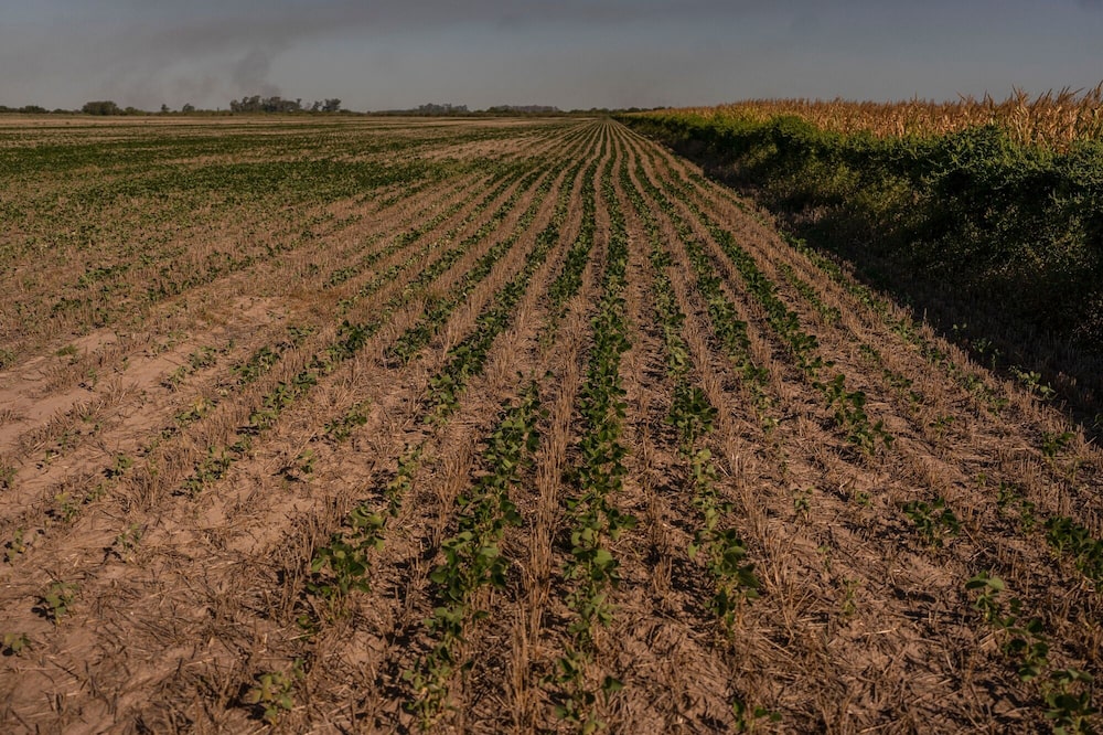 Plantas de soja en un campo seco en una finca de Rosario, Argentina, en 2025. Plantas de soja en un campo seco en una finca de Rosario, Argentina, en 2025.