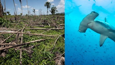 Cambiar deuda externa por naturaleza: ¿será viable para Colombia como lo hizo Ecuador? Cambiar deuda externa por naturaleza: ¿será viable para Colombia como lo hizo Ecuador?