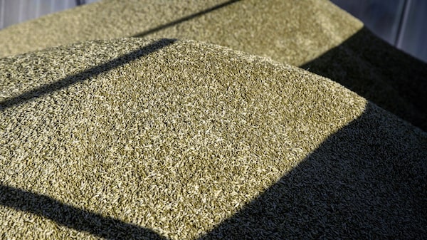 Líbano liberará al barco que había sido acusado de llevar grano ucraniano robado Líbano liberará al barco que había sido acusado de llevar grano ucraniano robado