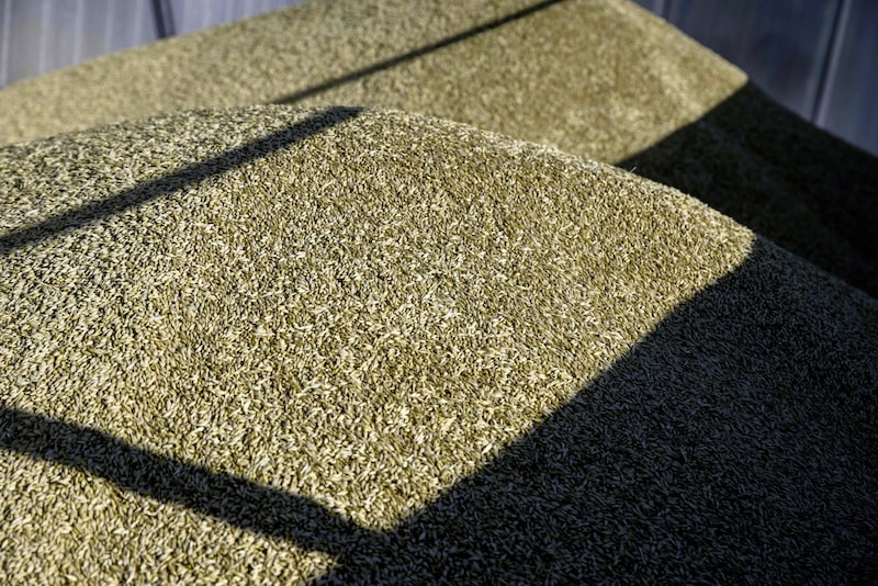 Grano de trigo recién cosechado en un remolque durante la cosecha de verano en Kryvyi Rih, Ucrania, el martes 28 de junio de 2022. Grano de trigo recién cosechado en un remolque durante la cosecha de verano en Kryvyi Rih, Ucrania, el martes 28 de junio de 2022.