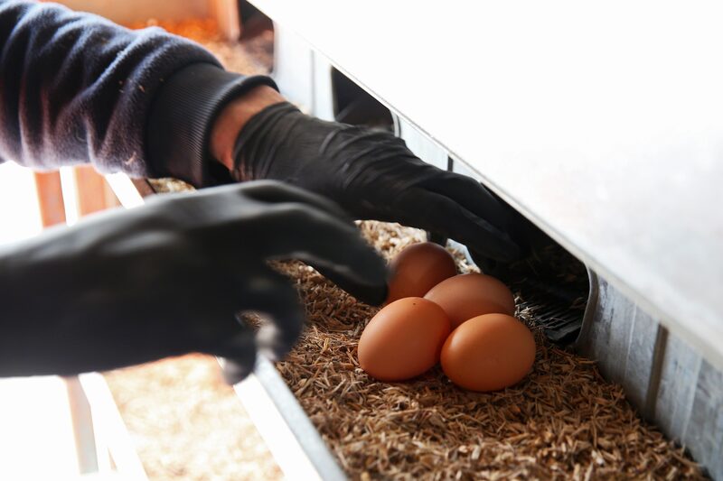 O aviso da Pilgrim's sobre os ovos que não chocam O aviso da Pilgrim's sobre os ovos que não chocam