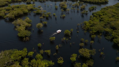 ¿Pueden un agricultor y una empresa emergente obtener beneficios salvando el Amazonas? ¿Pueden un agricultor y una empresa emergente obtener beneficios salvando el Amazonas?