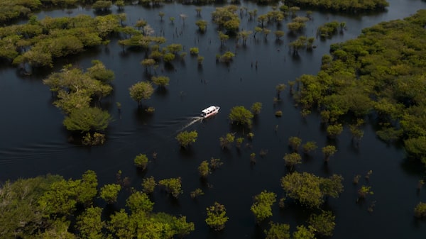 ¿Pueden un agricultor y una empresa emergente obtener beneficios salvando el Amazonas? ¿Pueden un agricultor y una empresa emergente obtener beneficios salvando el Amazonas?