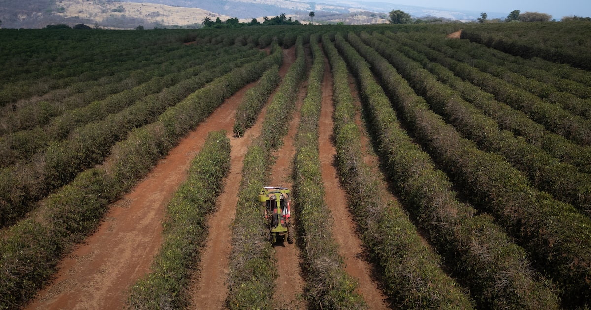 El Niño Risk Raises Fresh Threats to Brazil and Latin America in 2026
