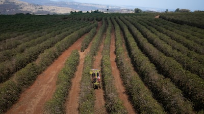 Do Brasil ao Peru: como o El Niño ameaça a agricultura e a economia da América Latina Do Brasil ao Peru: como o El Niño ameaça a agricultura e a economia da América Latina