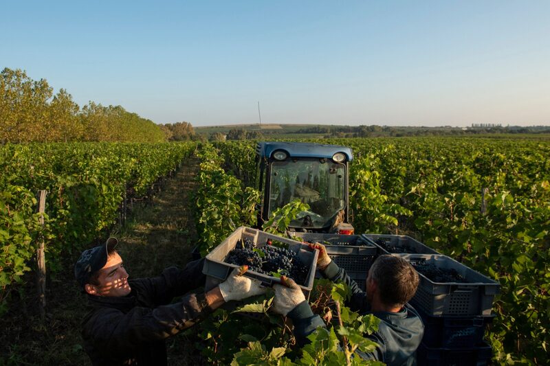 Para aumentar ainda mais as vendas, o governo propôs uma cota de “prateleira de vinhos russos”, que exigem que pelo menos 20% dos vinhos vendidos em lojas de varejo sejam produzidos internamente Para aumentar ainda mais as vendas, o governo propôs uma cota de “prateleira de vinhos russos”, que exigem que pelo menos 20% dos vinhos vendidos em lojas de varejo sejam produzidos internamente