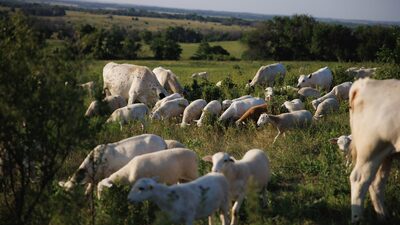 Minerva ve reducción en los rebaños mundiales: precios de la carne podrían seguir subiendo Minerva ve reducción en los rebaños mundiales: precios de la carne podrían seguir subiendo
