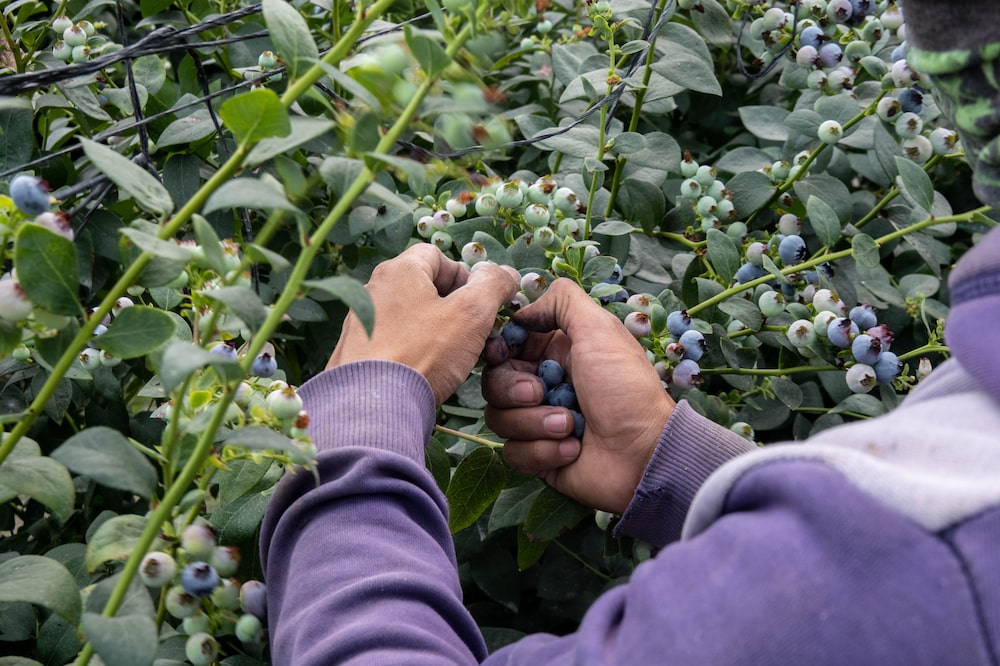 Arándanos Arándanos