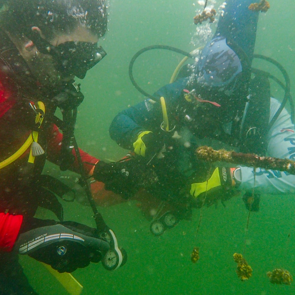 Jardinería de corales Jardinería de corales