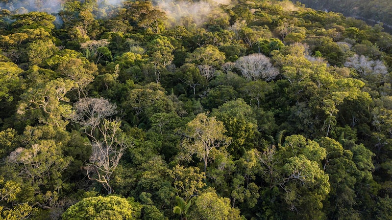 Ni los parques nacionales se salvan: Greenpeace emite preocupante alerta sobre Amazonía colombiana Ni los parques nacionales se salvan: Greenpeace emite preocupante alerta sobre Amazonía colombiana