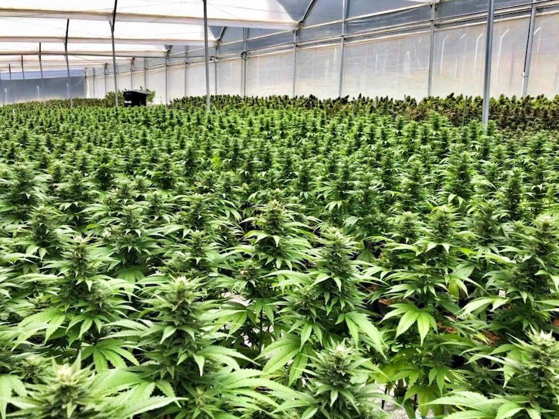 A Colombian Organics plantation near Bogotá A Colombian Organics plantation near Bogotá