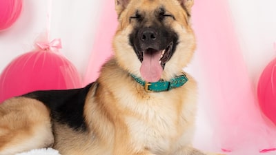 Día Mundial del Perro 2026: estos son los canes más ricos del mundo Día Mundial del Perro 2026: estos son los canes más ricos del mundo