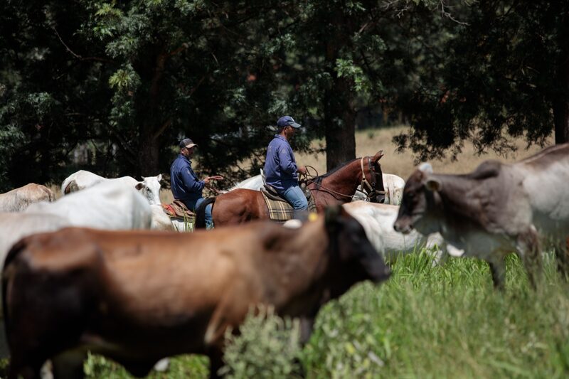 Ganado de vacas Ganado de vacas