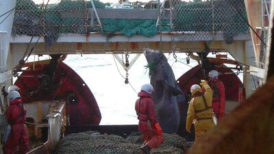Panamá corrige la normativa que ampliaba el uso de redes de arrastre para peces Panamá corrige la normativa que ampliaba el uso de redes de arrastre para peces