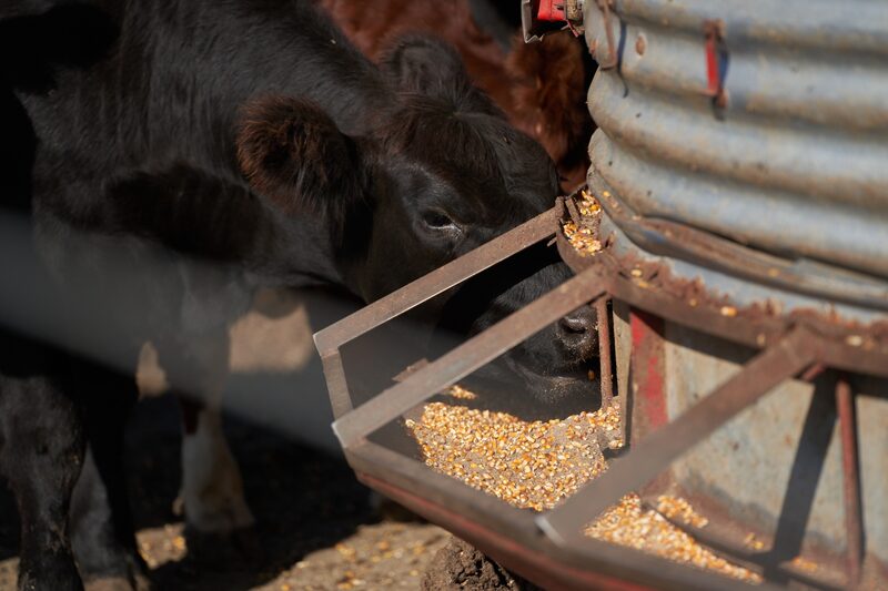As tarifas sobre o farelo e o óleo de soja cairão de 31% para 24,5%, e a carne bovina agora será taxada em 5%, em vez de 6,75% As tarifas sobre o farelo e o óleo de soja cairão de 31% para 24,5%, e a carne bovina agora será taxada em 5%, em vez de 6,75%