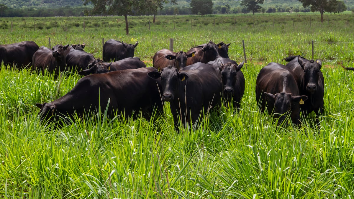 Ele herdou parte da fazenda Roncador. Agora decidiu apostar em sua marca de carne