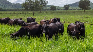 Ele herdou parte da fazenda Roncador. Agora decidiu apostar em sua marca de carne Ele herdou parte da fazenda Roncador. Agora decidiu apostar em sua marca de carne