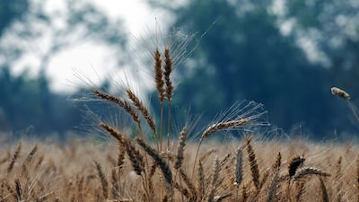 Clima adverso e guerra pressionam oferta de trigo, que pode pesar sobre inflação Clima adverso e guerra pressionam oferta de trigo, que pode pesar sobre inflação