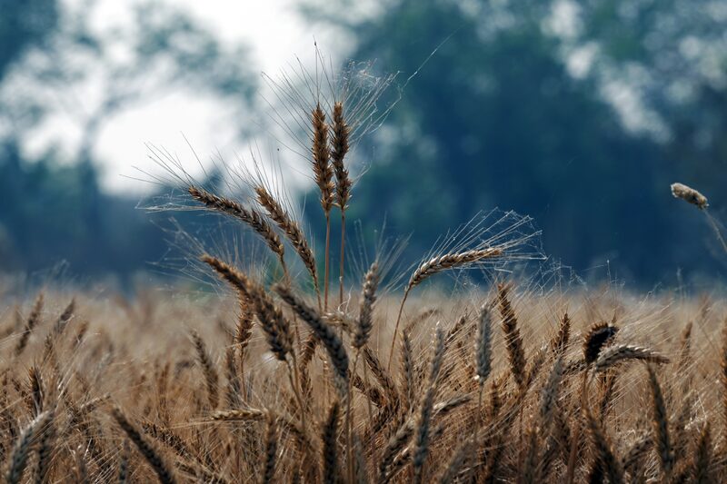 Futuros de trigo se recuperaram, atingindo o maior nível desde agosto; fundos estão reduzindo posições baixistas na commodity Futuros de trigo se recuperaram, atingindo o maior nível desde agosto; fundos estão reduzindo posições baixistas na commodity