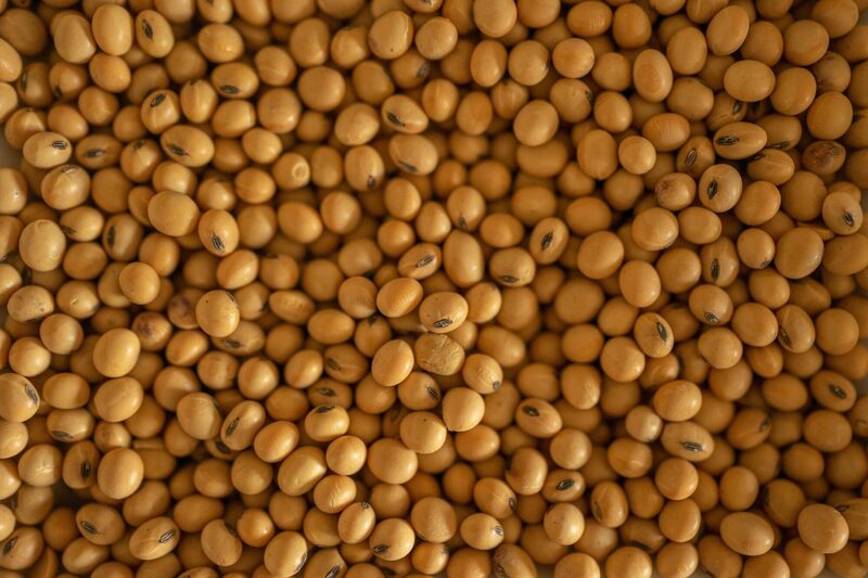 Aunque todos los cereales principales bajaron en los mercados estadounidenses tras el anuncio de la tregua, con el maíz cayendo hasta un 0,9%, la soja fue la más afectada. Aunque todos los cereales principales bajaron en los mercados estadounidenses tras el anuncio de la tregua, con el maíz cayendo hasta un 0,9%, la soja fue la más afectada.