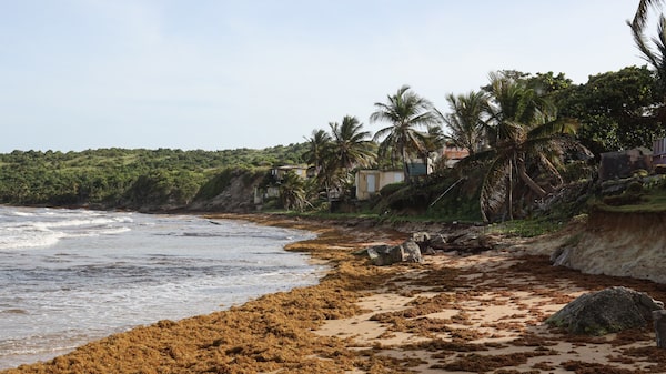 ¿Qué es una floración de sargazo? ¿Qué debes saber sobre las algas gigantes? ¿Qué es una floración de sargazo? ¿Qué debes saber sobre las algas gigantes?
